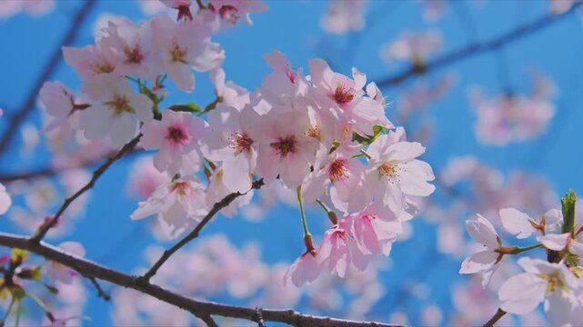 4K スローモーション　日本の春の風景、多摩川沿いの美しい桜並木と桜吹雪