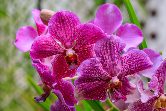Close-up branch of magenta with dark purple speckles flower Papilionanda Orchid against blurred background. Horticultural Orchid hybrid created by crossing members of the Papilionanthe and Vanda