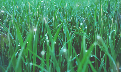 Fototapeta premium Winter wheat full background, close up, dreamlike grass. Abstract wheat grass with dew drops, wet spring morning grass. Crop farm harvest, topsoil maintaining, preventing soil erosion