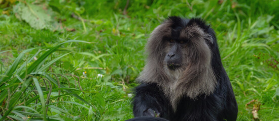 Obraz premium Lion Tailed Macaque Sitting in Lush Green Forest
