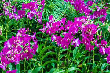 Flower bed with Purple Dendrobium orchid hybrid flowers in tropical garden © Вера Тихонова