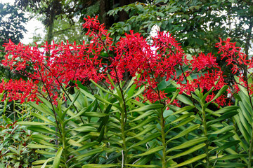 Flower bed with red flowers of Renanthera orchid hybrid in tropical garden © Вера Тихонова