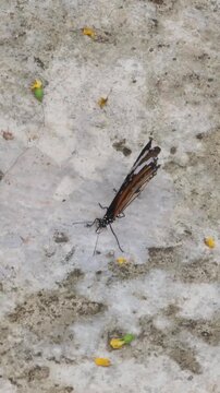 Close up of Common Tiger butterfly flapping wings on the ground.