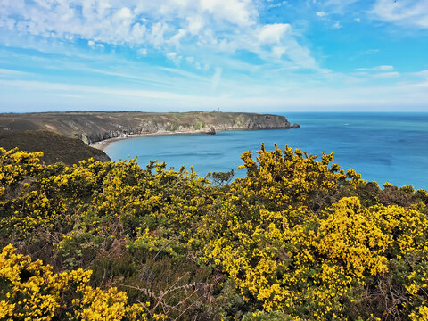 Scenic view with flowering in the foreground of Cap Morgat in Brittany, France