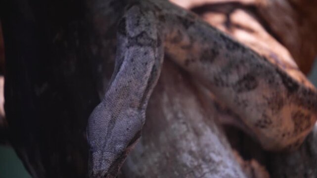 Close up of a python or Boa constrictor snake head slowly moving over rocks with the tongue coming out.