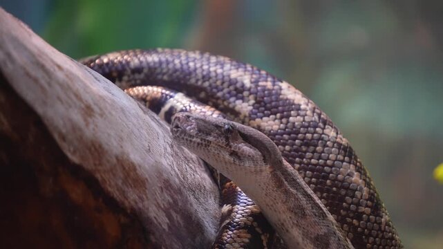 Close up of a python or Boa constrictor snake head slowly moving over rocks with the tongue coming out.