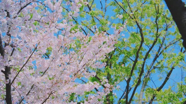 4K スローモーション　日本の春の風景、多摩川沿いの美しい桜並木と桜吹雪