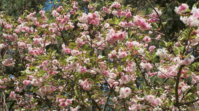 Cherry blossoms sway delightfully as sunlight graces the garden in spring.