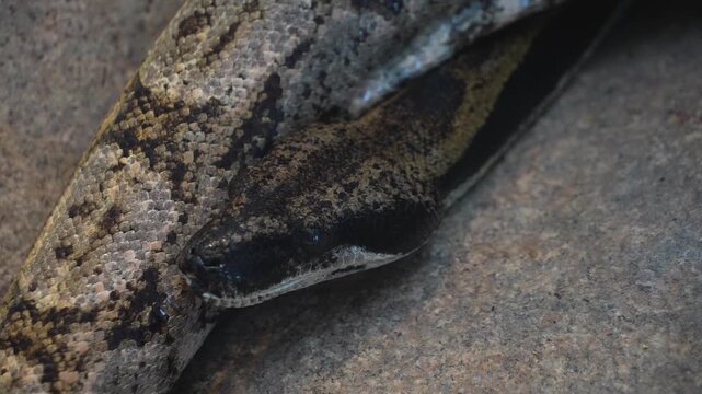 Close up of a python or Boa constrictor snake head slowly moving over rocks with the tongue coming out.