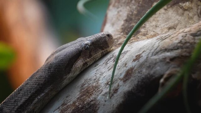 Close up of a python or Boa constrictor snake head slowly moving over rocks with the tongue coming out.