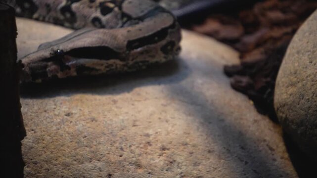 Close up of a python or Boa constrictor snake head slowly moving over rocks with the tongue coming out.