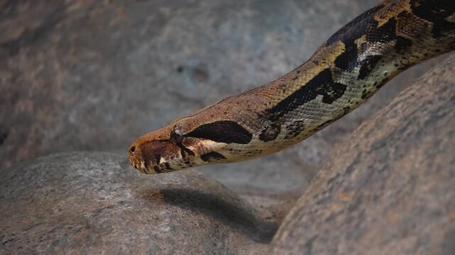 Close up of a python or Boa constrictor snake head slowly moving over rocks with the tongue coming out.