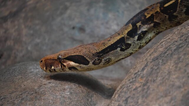 Close up of a python or Boa constrictor snake head slowly moving over rocks with the tongue coming out.