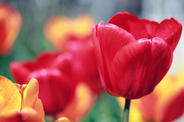 Fototapeta premium Beautiful spring tulips background