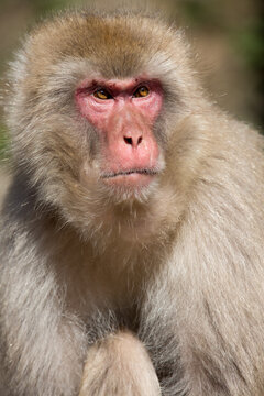 Portrait Makaken-Affe in Japan