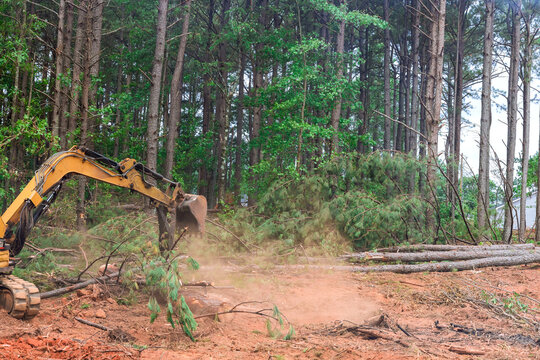 Construction machine clears trees in forest area during deforestation work logs pile up on ground