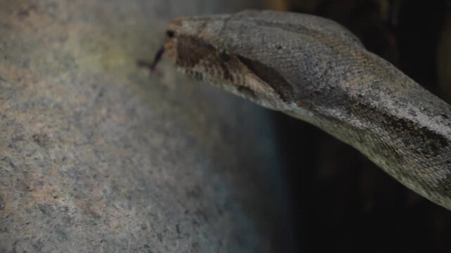 Close up of a python or Boa constrictor snake head slowly moving over rocks with the tongue coming out.