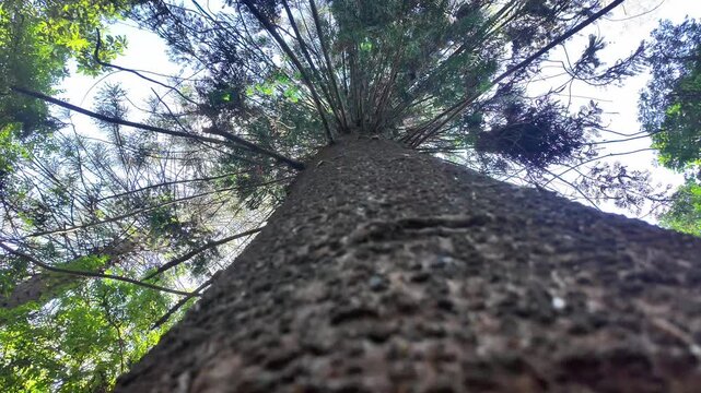 Vertical Low Angle Shot of a Tall Pine Tree Trunk and Branches