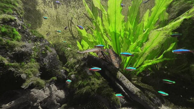 Colorful neon tetra aquarium fish swimming underwater in a home aquarium with blue glowing light and aquatic plants. Tropical freshwater fish close up background.