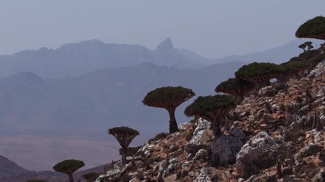 Dragon blood trees forest on a socotra island mountain