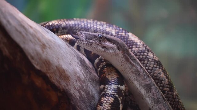 Close up of a python or Boa constrictor snake head slowly moving over rocks with the tongue coming out.