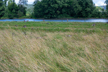 Geese and chicks in the tall grass © Claudia Evans 