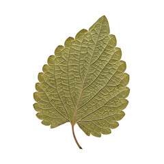 Fototapeta premium Dried green leaf with visible veins isolated on transparent background for herbarium and natural design projects.