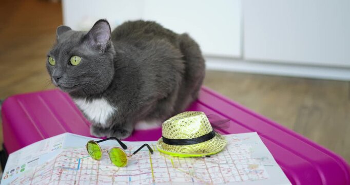 Feline and travel tools prepared for departure. Relaxed cat positioned near essential travel items and map. Getting ready for travel with packaged accessories and tranquil pet nearby