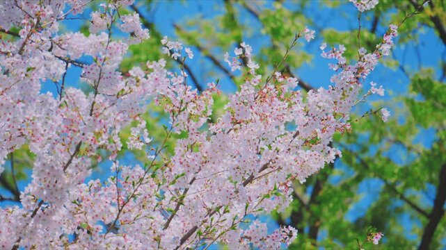 4K スローモーション　日本の春の風景、多摩川沿いの美しい桜並木と桜吹雪