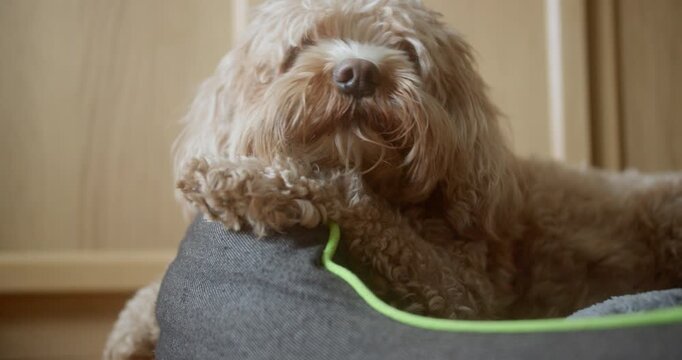 Adorable Creamy Cockapoo Dog Relaxing Comfortably in a Cozy Basket