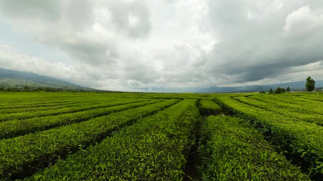 Tea plantations in Indonesia. Mountain landscape with tea estate. Kayu Aro, Sumatra.