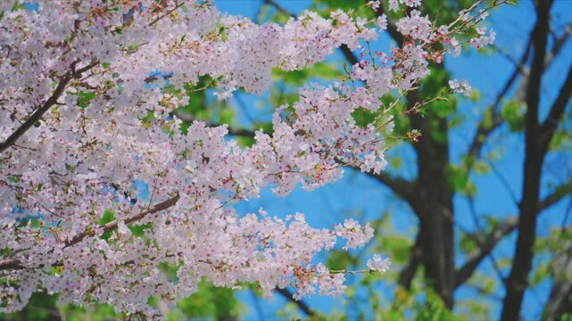 4K スローモーション　日本の春の風景、多摩川沿いの美しい桜並木と桜吹雪