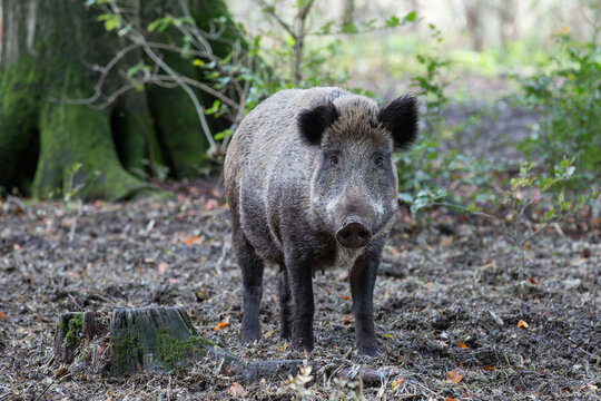frei lebendes Wildschwein 