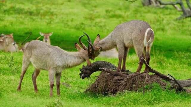 A herd of young antelopes frolics actively in a green meadow