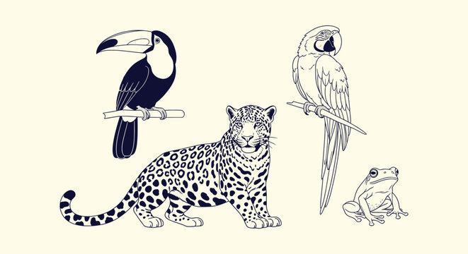 Set of hand drawn exotic tropical rainforest animals jaguar toucan macaw and tree frog line art