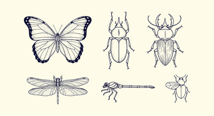 Antique Style Hand Drawn Insect Vector Illustrations of Butterfly Beetles Dragonfly and Small Fly © vectorial