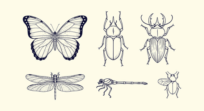 Antique Style Hand Drawn Insect Vector Illustrations of Butterfly Beetles Dragonfly and Small Fly