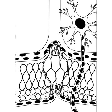 Cross-section showing capillary endothelial tight junctions, pericytes, astrocyte endfeet and neuron &mdash; BBB structure in scientific line art.