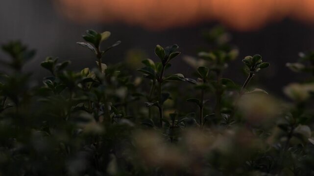 4k close-up of thyme plant moving in wind during sunset 