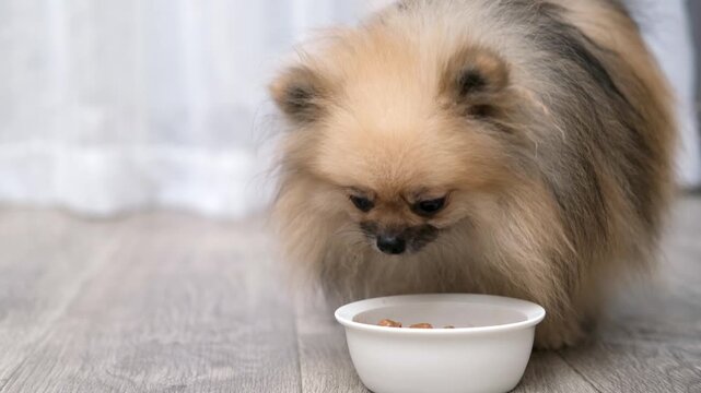 Pomeranian dog eating from a ceramic bowl indoors