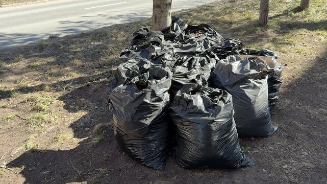 Black garbage bags piled on lawn after spring raking around birch tree near roadside last year dry leaves gathered into bags