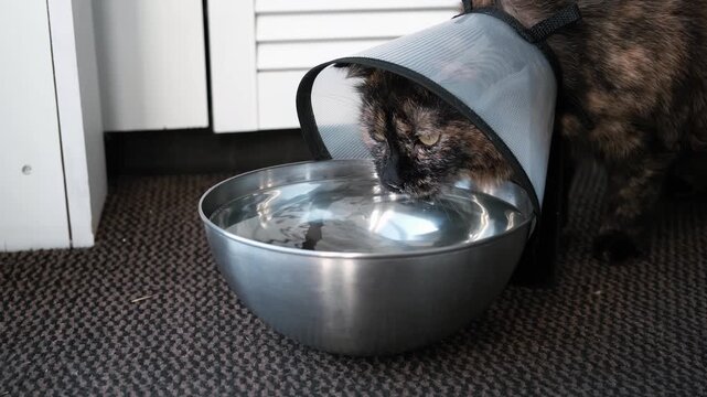 Ill cat with an Elizabethan collar drinks water from a metal bowl. Restoring the health of pet after injury. An animal in a cone prevents itching of the wound after surgery. High quality 4k footage.