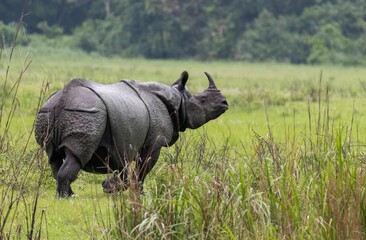 A big One horn rhino at the grasslands of Kaziranga. © Chirantanu