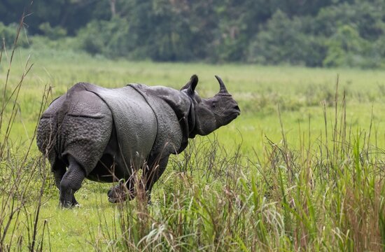 A big One horn rhino at the grasslands of Kaziranga.