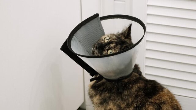 Domestic cat wearing Elizabethan collar on neck waiting after injury, surgery, sterilization, or castration. Pet treatment. Protective veterinary plastic cone. Stray animals. Health care. 4K footage.