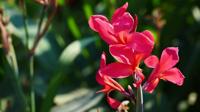 Red flowers, Tropical botanical garden with soft wind and deep green background, (Canna lily flower)
