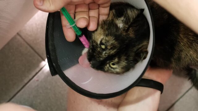 Close-up cat while owner gives a pink drug by insert syringe into back corner of mouth and slowly dispense the medication. Pet in Elizabethan collar on neck. Animal treatment. High quality 4k footage.