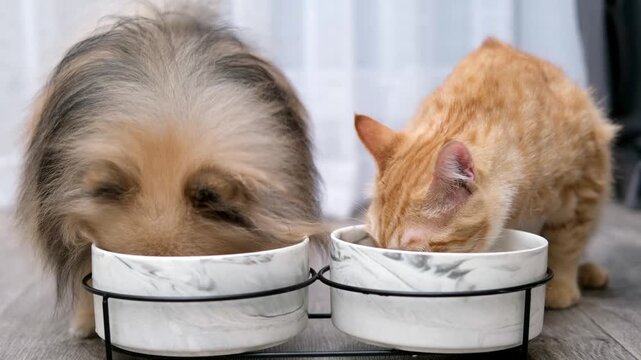 A fluffy Pomeranian dog and an orange kitten stand side by side eating from matching white pet bowls on a neutral background