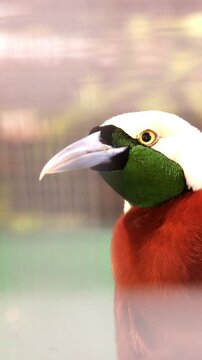 Close up of Greater Bird of Paradise with vibrant plumage , Exotic bird of paradise perched in a tropical habitat vertical shot 
