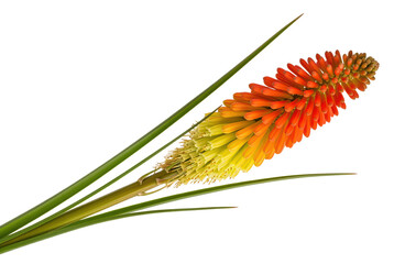 Fototapeta premium Red hot poker flower cutout for tropical garden catalog use, torch lily bloom with spiked orange form for nursery sale page, landscaping reference and exotic floral arrangement material